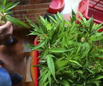 cannabismed