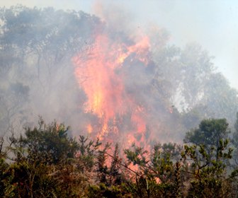 Incendio-Forestal