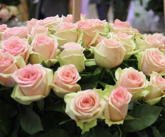 Asocolflores
