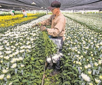 Agricultura