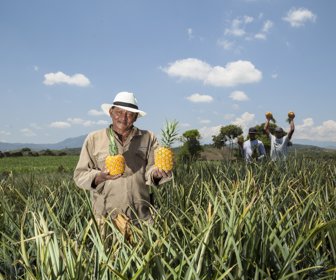 AGRO-PIÑAS-1_LR