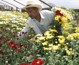 Flores