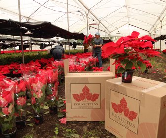 POINSETTAS_LR-agro-web-4