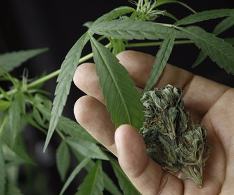 cannabis-