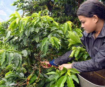 CULTIVOS AGRICOLAS CAFE-FOTOCOLOMBIANO-4.JPG