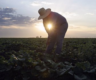 cultivos-melon-campesinos-Reuters-LR