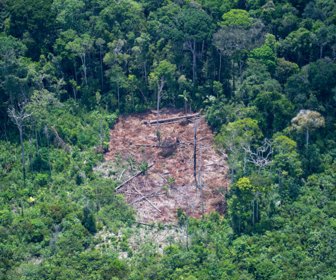 Selvas-y-bosques-tropicales-1