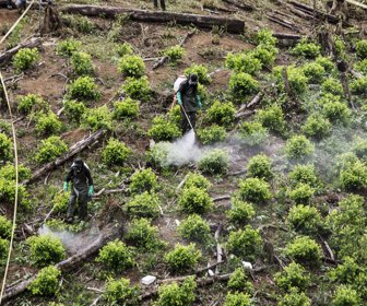 Cultivos de Cocaína