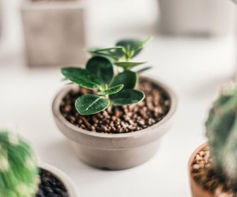 PLantas