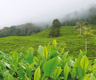 te hindu (1)