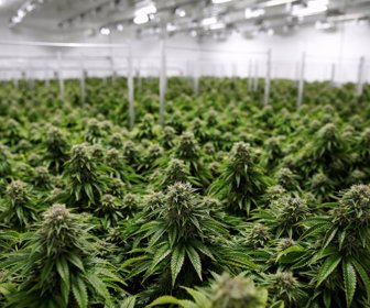 2019-10-30T013109Z_392572059_RC129D44CA00_RTRMADP_3_CANADA-CANNABIS (1)