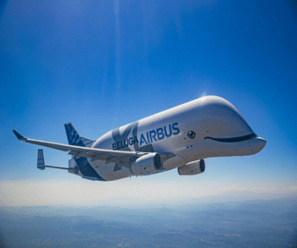 beluga