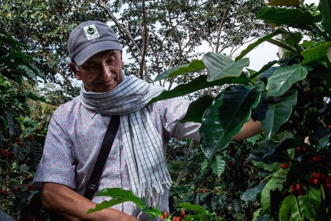 Día Nacional del Café