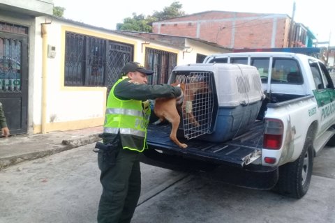 perro