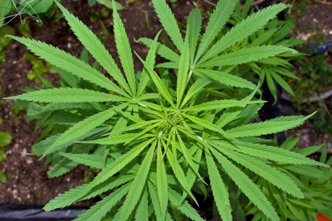 cannabis