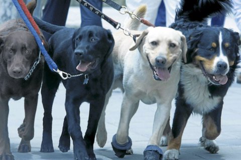 protegermascotas (1)