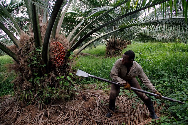 Situaci N De Orden P Blico En Tumaco Est Afectando La Producci N Palmera