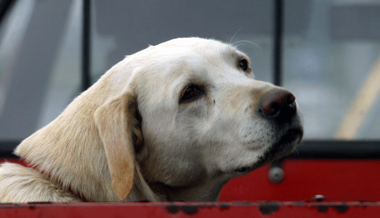 perro