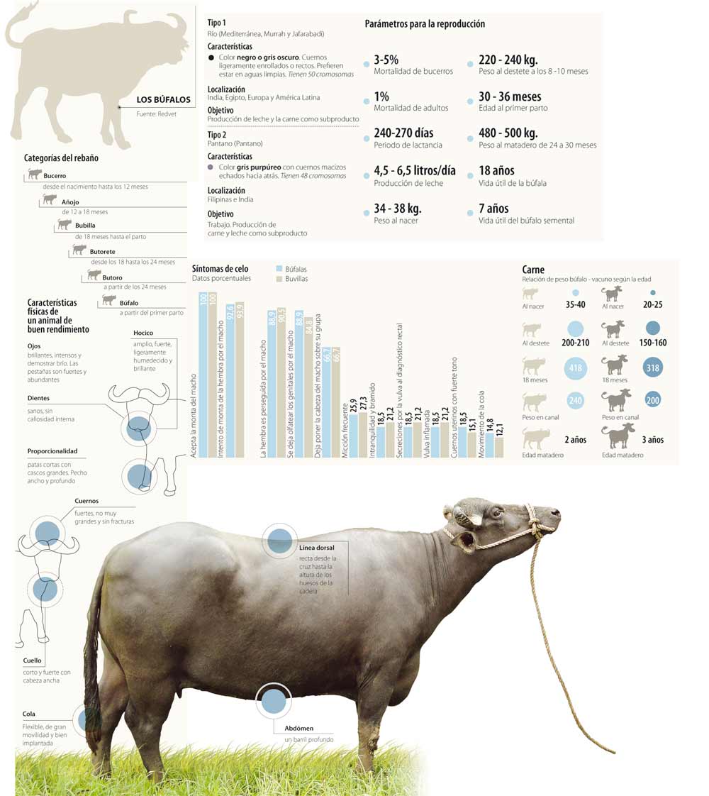 El negocio de los búfalos es más rentable que el de ganado