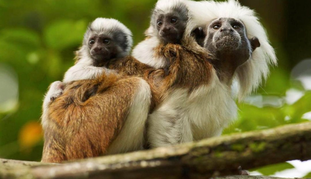 Conozca por qué no debe tener animales silvestres como mascotas