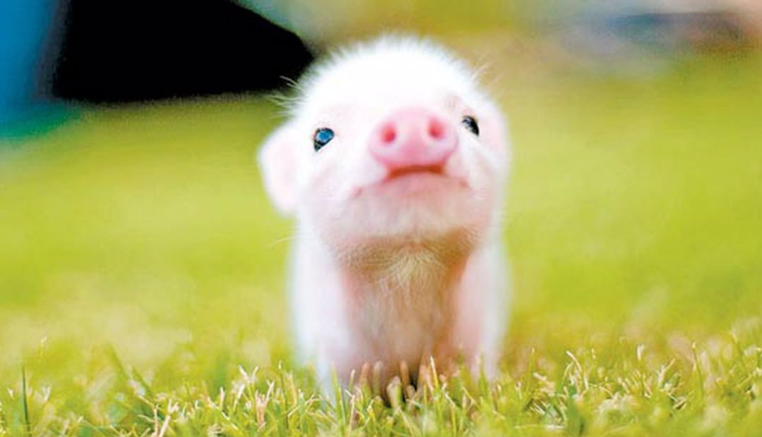 Conozca Los Cuidados Que Debe Tener Con Un Mini Pig A La Hora De Llevarlo A Casa
