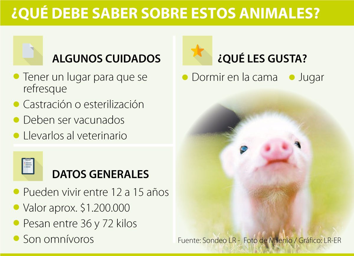 Conozca Los Cuidados Que Debe Tener Con Un Mini Pig A La Hora De Llevarlo A Casa