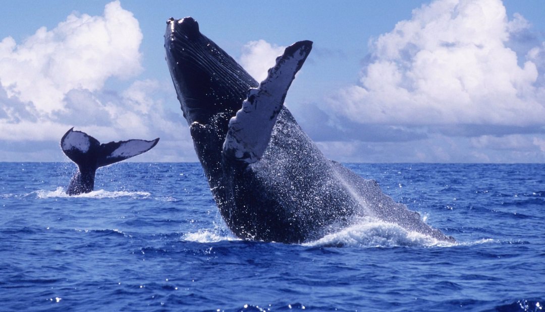 El Negocio De Avistar Ballenas Mucho Mas Grande Que El De Cazarlas En Japon