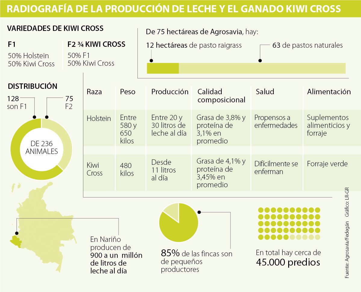 Kiwi cross, la raza de Nueva Zelanda que es ideal para productos l&aacute;cteos y derivados