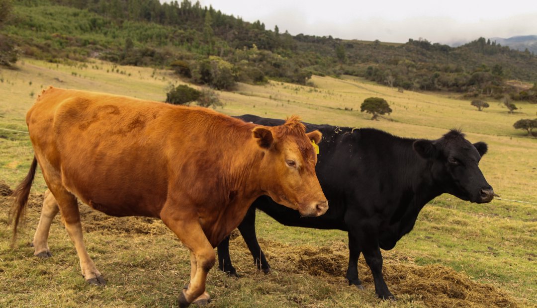 Conozca el proceso con el que la carne wagyu ya se produce