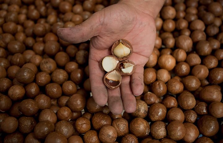 Macadamia es la nueva alternativa cafetera en épocas de baja cosecha