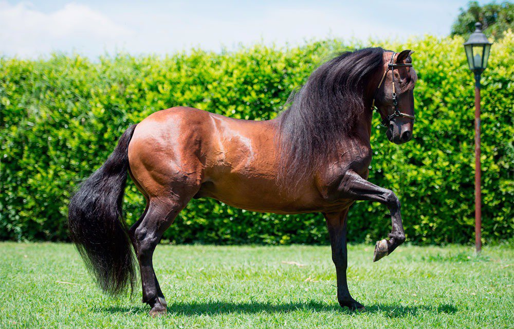 paso-fino-caballos-de-paso-ojo-de-caballo-caballo-hermosos