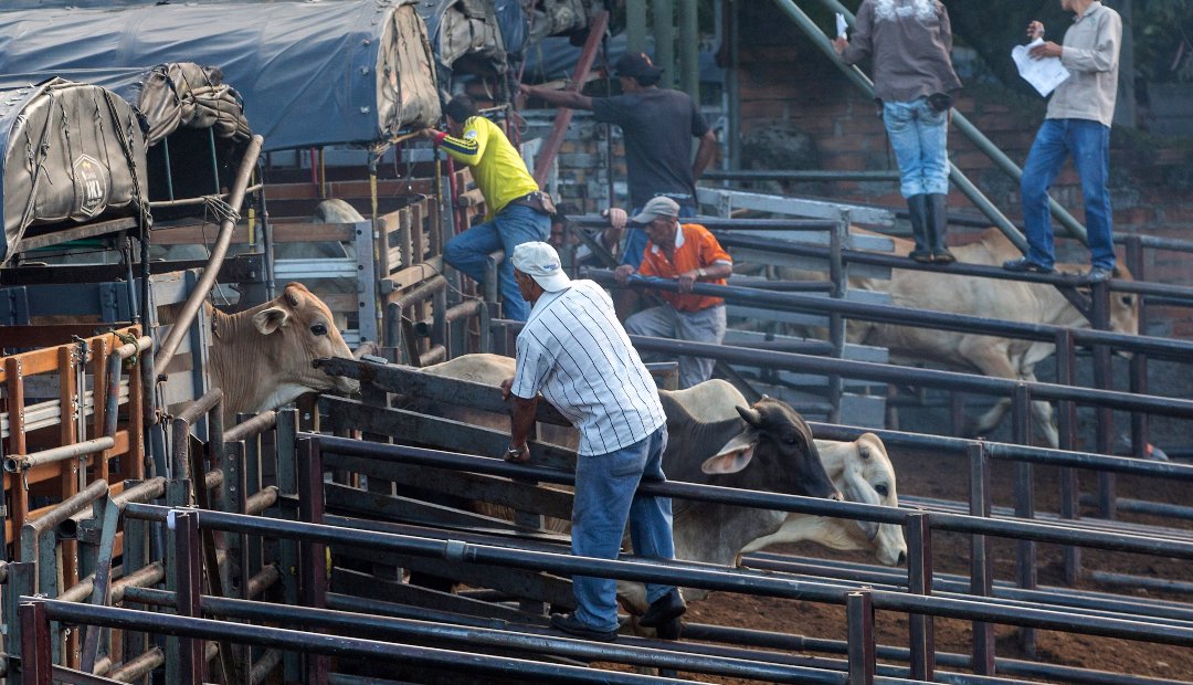 Funcionarios del ICA fueron capturados por contrabando de ganado en Arauca