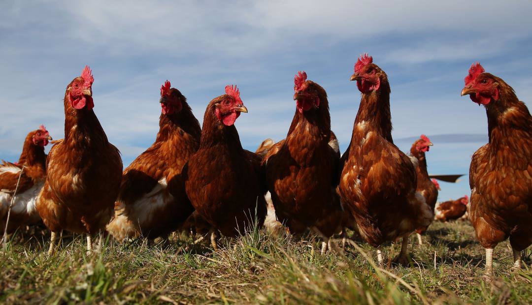 Desde $3.000 se pueden conseguir las gallinas en las diferentes