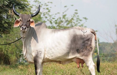 Resultado de imagen para mejor raza de vacas