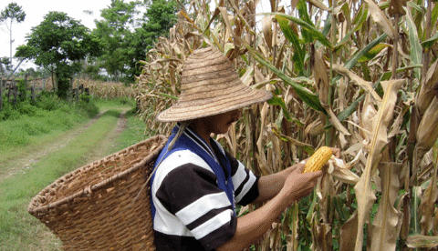 Hay Sembradas Cerca De 500 000 Hectareas De Maiz En Colombia