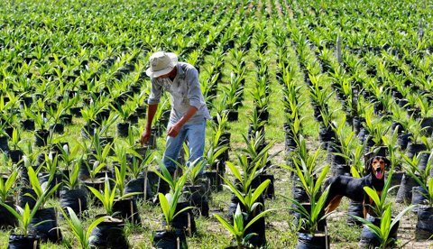 Conozca Cuales Son Los Pasos Que Debe Seguir Para Iniciar Un Emprendimiento Rural