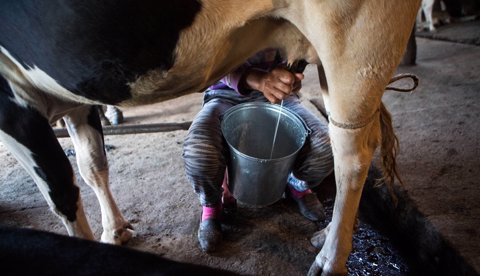 Vacas en alimentos para mas producir leche