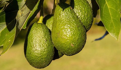 EXPORTACIONES MEXICANAS DE AGUACATE ROMPEN RÉCORD Y SE TRIPLICAN EN UNA DÉCADA
