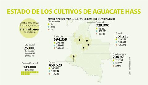 Van más de 25.000 hectáreas cultivadas de aguacate hass y hay un potencial de 3,3 millones