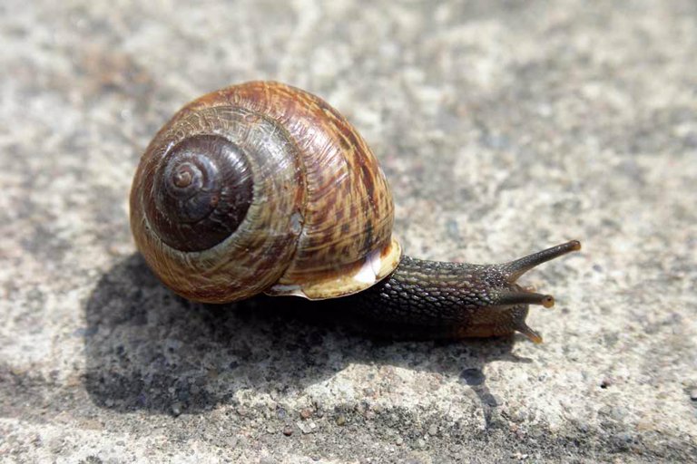 Productores De Caracol Se Enfocan En Los Mercados Internacionales