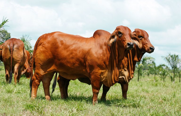 Brahman la raza de ganado más apetecida en el país por su excelente calidad cárnica