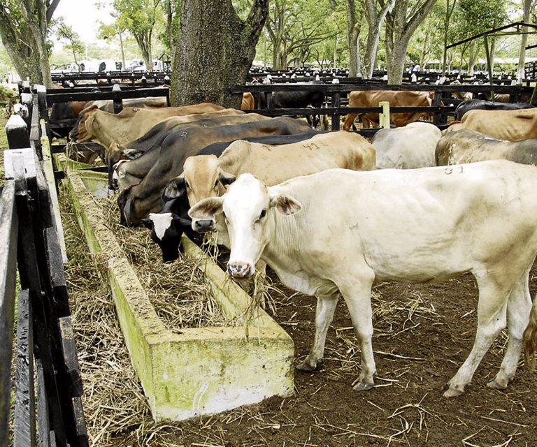 Colombia exportó 83.343 cabezas de ganado bovino en pie durante 2017