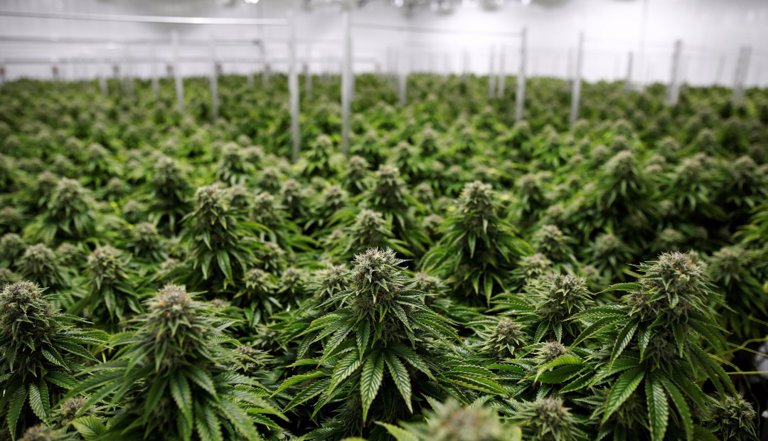 Resultado de imagen para cannabis